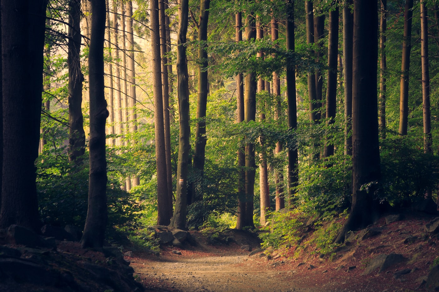 Bosque con luz entre los árboles